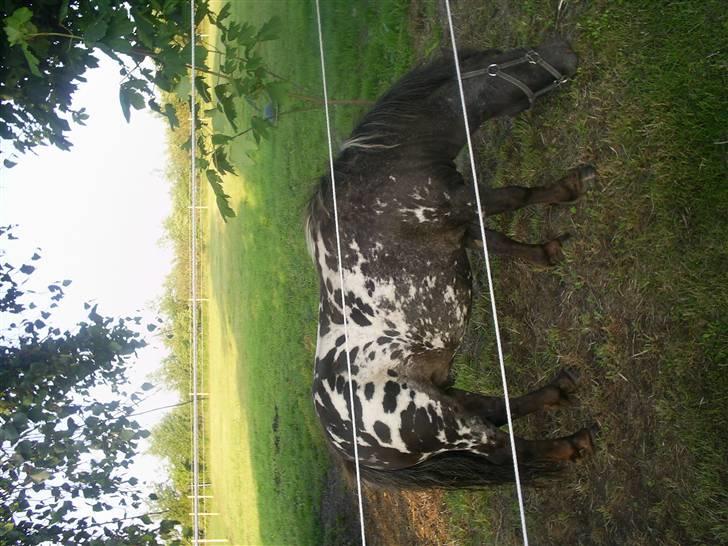 Miniature Dario  billede 6