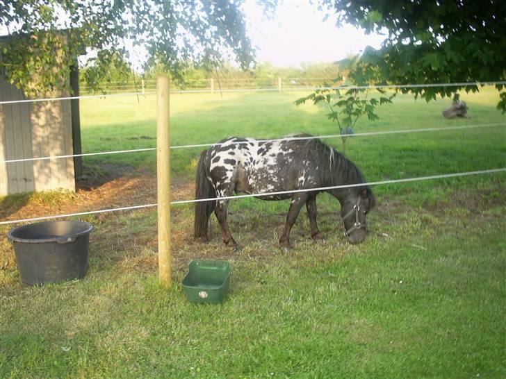 Miniature Dario  billede 7