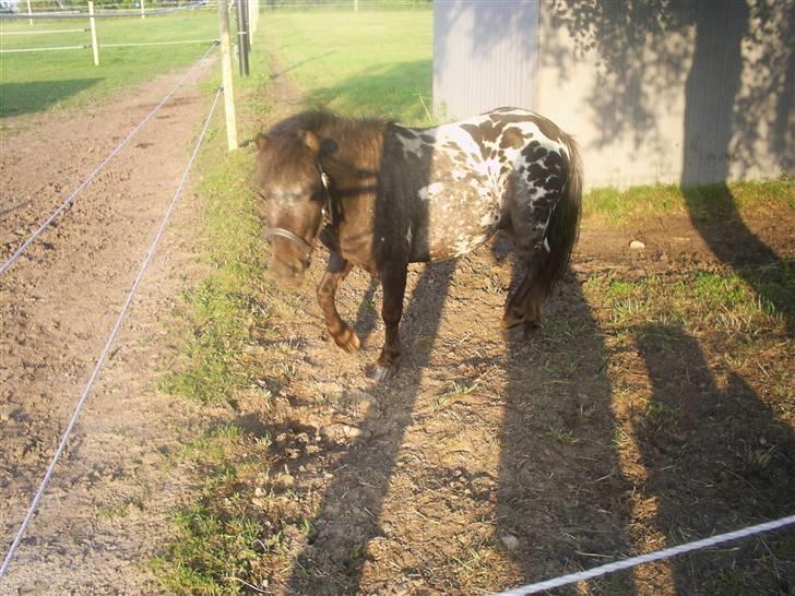 Miniature Dario  - Dario på vej hen til mig:) billede 8