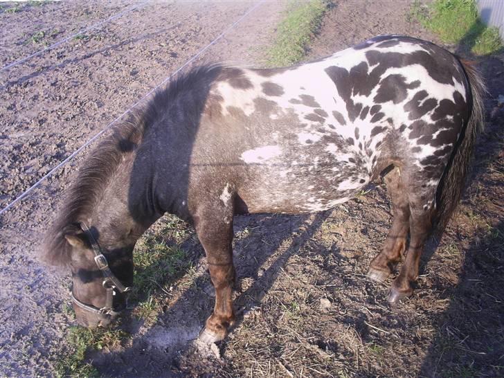 Miniature Dario  billede 9