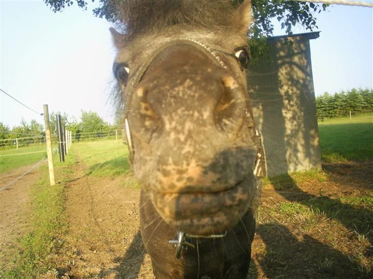 Miniature Dario  - Dario Siger lige goddag ;) <3 billede 10