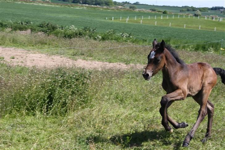 Connemara Broholm's Unique billede 15