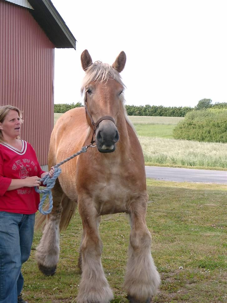 Jyde Østervig Storm P - R.I.P 19.08.2015 - Lige kommet ud af traileren. billede 1