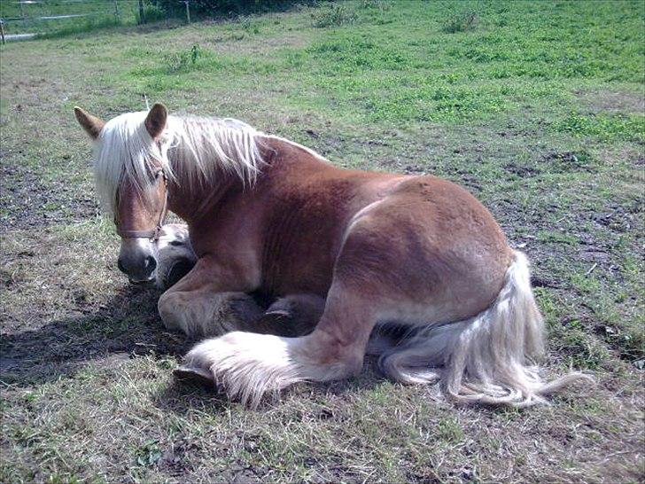 Jyde Østervig Storm P - R.I.P 19.08.2015 - Så træt - Storm P billede 3