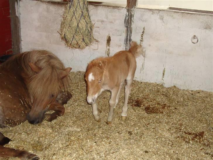 Shetlænder Stjerne - Lige kommet på benene, og er allerede i fuld galop! :D billede 3