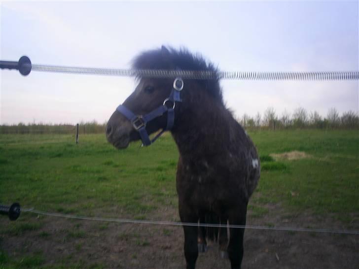 Miniature Dario  - Dario Mann sommer 2008 billede 11