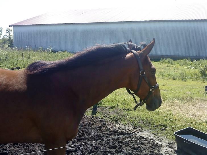 Fuldblod (XX) Mille Nyholm *solgt:(* - jeg hår altså fået øje på noget! xD billede 1