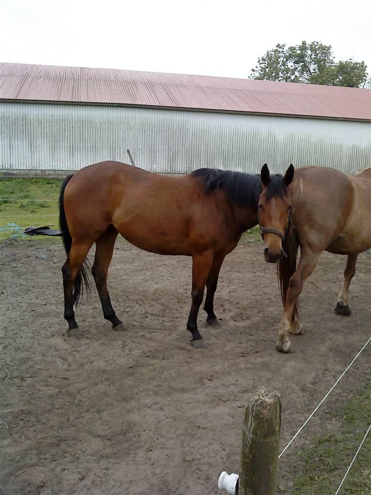 Fuldblod (XX) Mille Nyholm *solgt:(* - hmm? en så står hu  og tager billeder af mig??xD¨´ billede 2