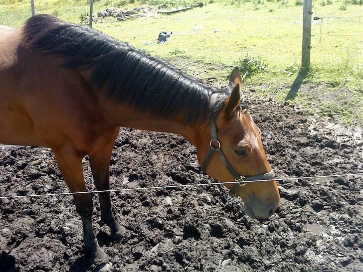 Fuldblod (XX) Mille Nyholm *solgt:(* - øhh jord? billede 3