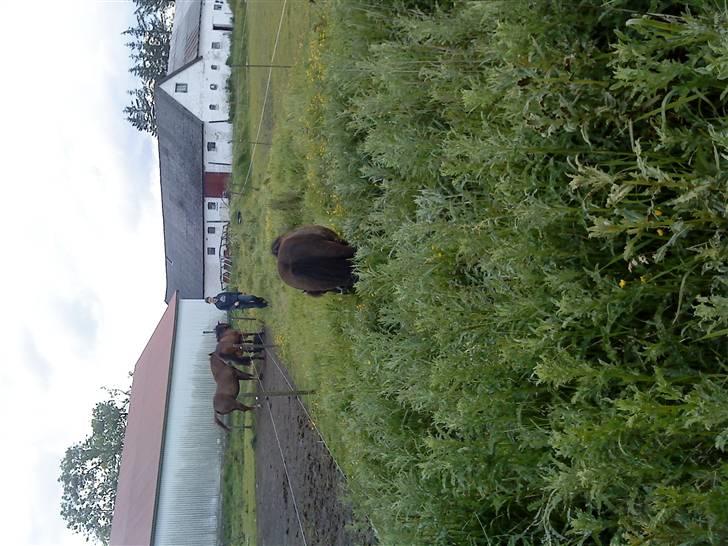 Fuldblod (XX) Mille Nyholm *solgt:(* billede 4