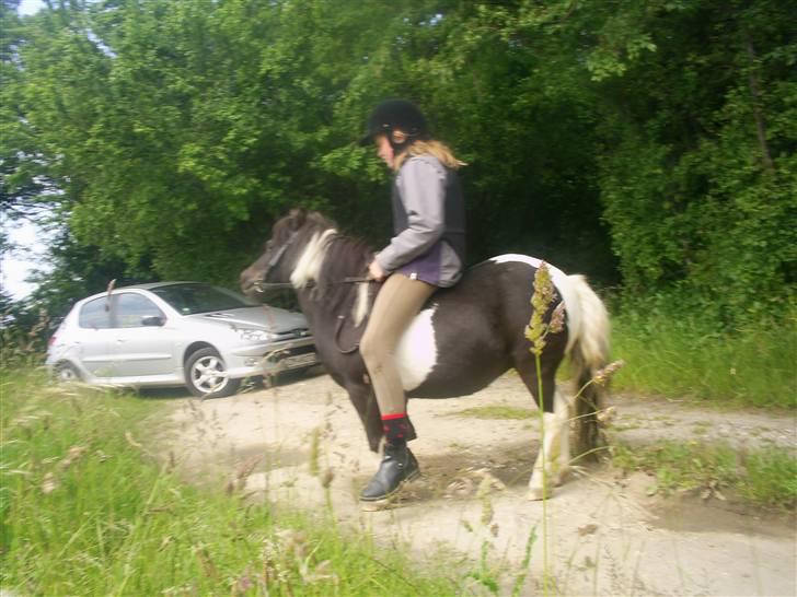 Shetlænder Mimmi - Mig og mimmi billede 10