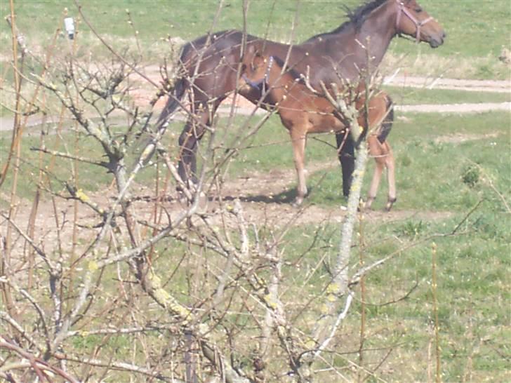 Fuldblod (XX) Mille Nyholm *solgt:(* - mille 2005 sammen med hendes mor er det ike sødt? billede 5