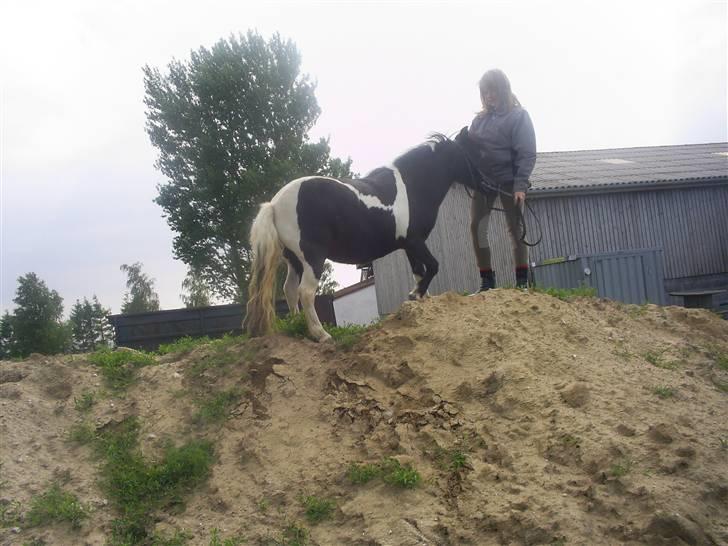 Shetlænder Mimmi - Mig og mimmi oppe på en høj:) billede 11