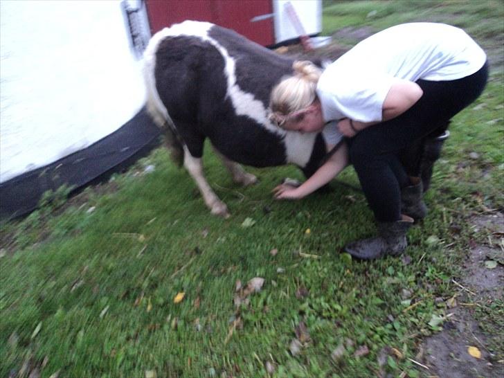 Shetlænder Mimmi - ligger næsten ned billede 12