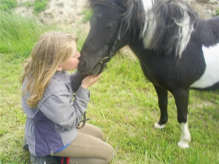 Shetlænder Mimmi billede 13