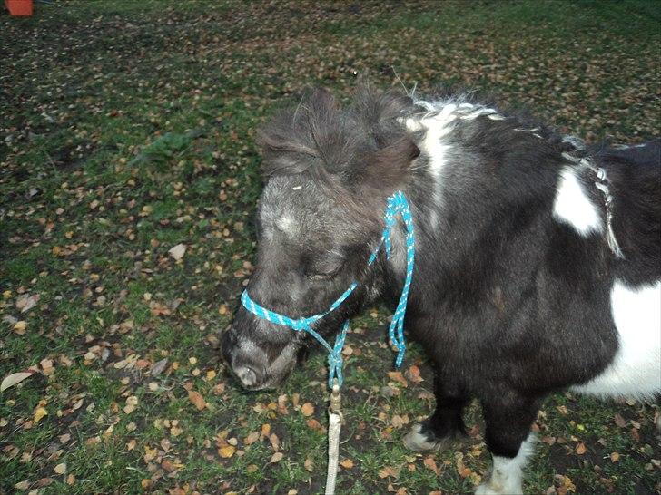 Shetlænder Mimmi - lille fine mimmi:) billede 14