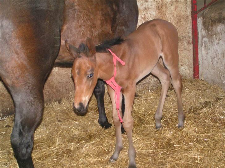 Fuldblod (XX) Mille Nyholm *solgt:(* - er jeg ikke dygtig jeg har ødelagt min grime hehe!XD billede 6