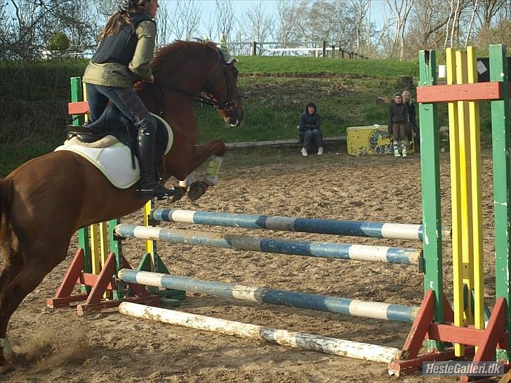 New Forest Galla-S.T.J.E.R.N.E.N!<3 - Spring undervisning hos Mathias, når enden er god er alting godt... foto: Sarah Sten billede 18