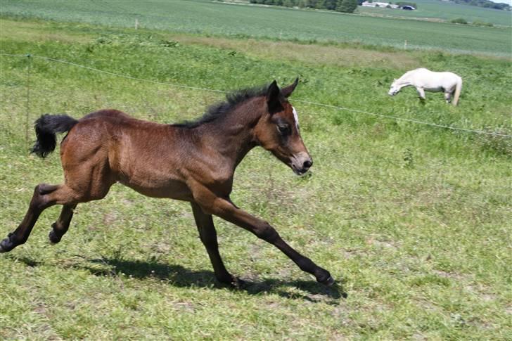Connemara Broholm's Unique billede 16
