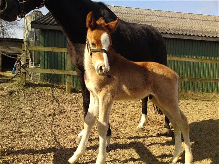 Anden særlig race Magic's Nero  - Lille Baby Nero. <3 Nurrh billede 8