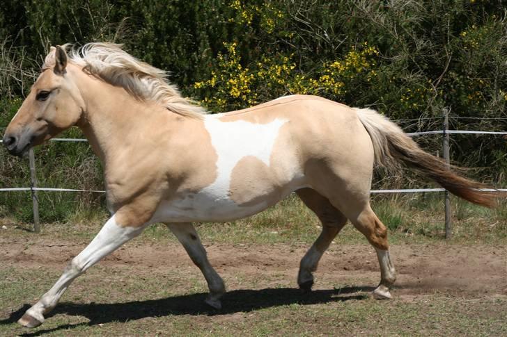 Anden særlig race Athene - super smuk billede 5