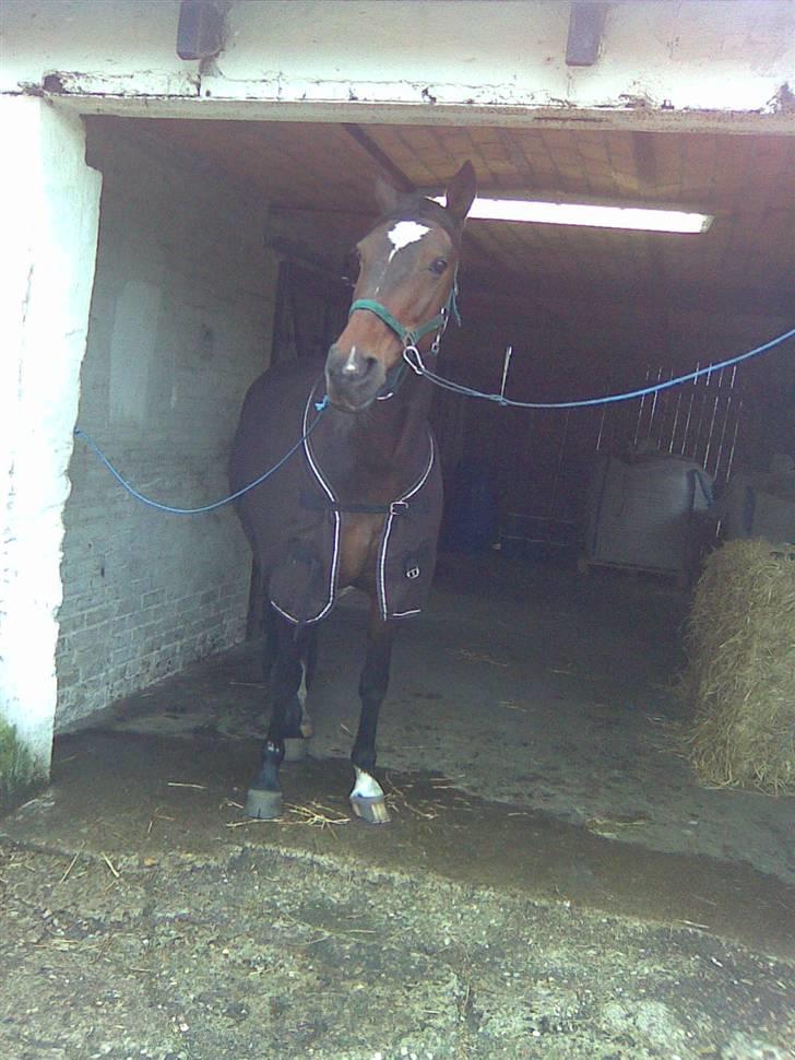 Anden særlig race Nybo's Odessa billede 17