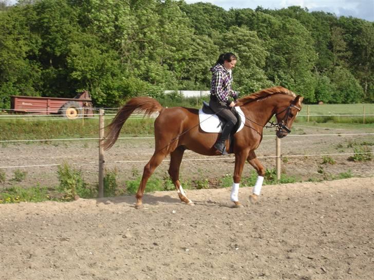 Arabisk fuldblod (OX) Karim Ibn Sansal <3 billede 1