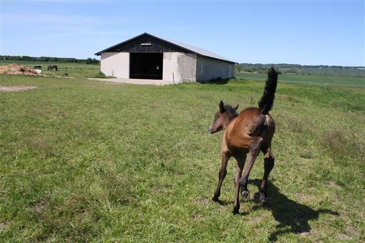 Connemara Broholm's Unique billede 17