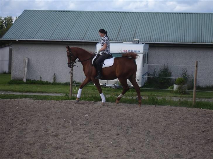 Arabisk fuldblod (OX) Karim Ibn Sansal <3 billede 2