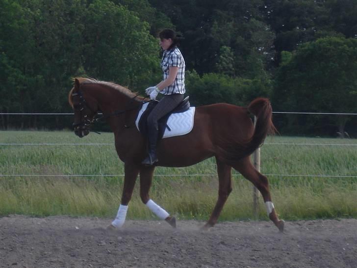 Arabisk fuldblod (OX) Karim Ibn Sansal <3 billede 3