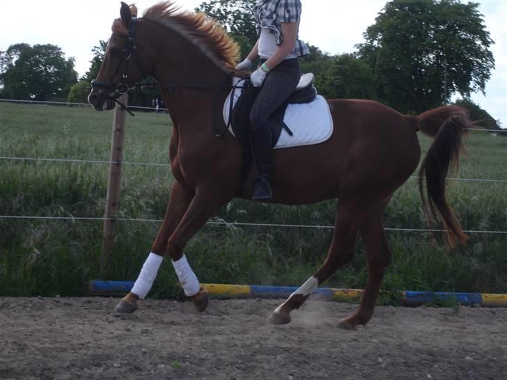 Arabisk fuldblod (OX) Karim Ibn Sansal <3 billede 4