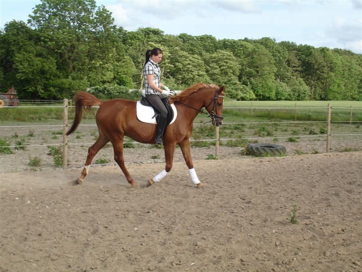 Arabisk fuldblod (OX) Karim Ibn Sansal <3 billede 5