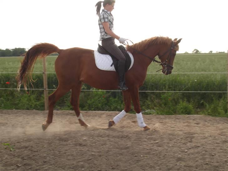 Arabisk fuldblod (OX) Karim Ibn Sansal <3 billede 6