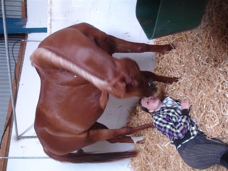 Arabisk fuldblod (OX) Karim Ibn Sansal <3 billede 7