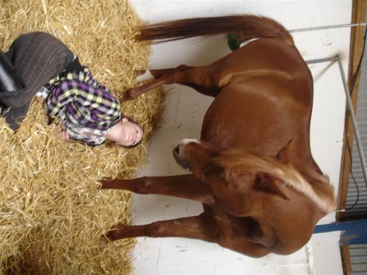 Arabisk fuldblod (OX) Karim Ibn Sansal <3 billede 8