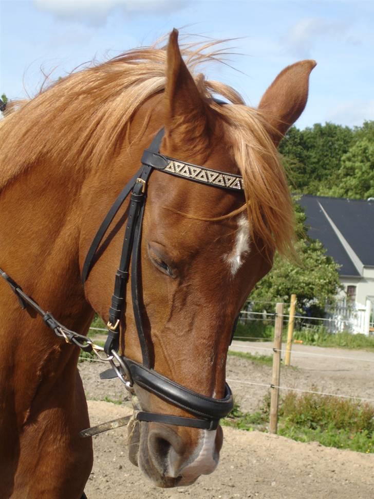 Arabisk fuldblod (OX) Karim Ibn Sansal <3 billede 9