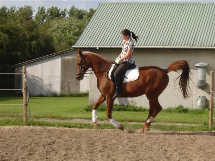 Arabisk fuldblod (OX) Karim Ibn Sansal <3 billede 10