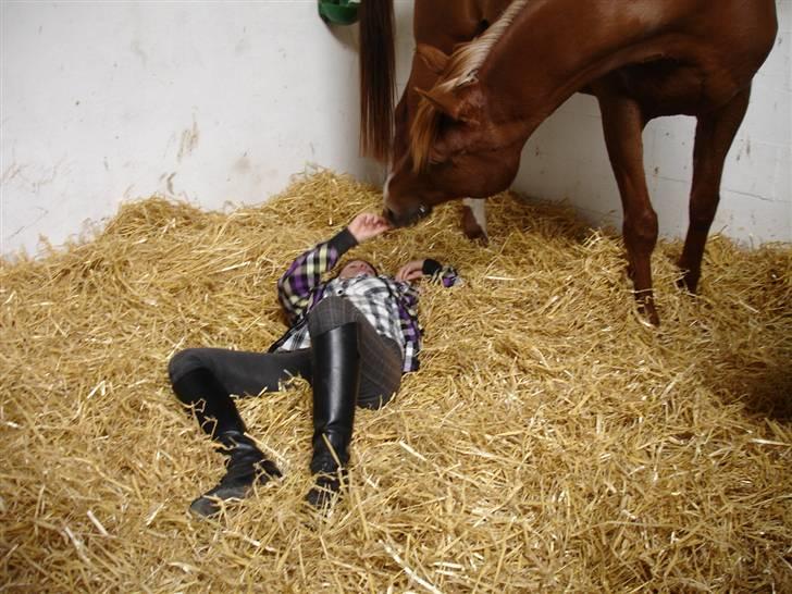 Arabisk fuldblod (OX) Karim Ibn Sansal <3 billede 11