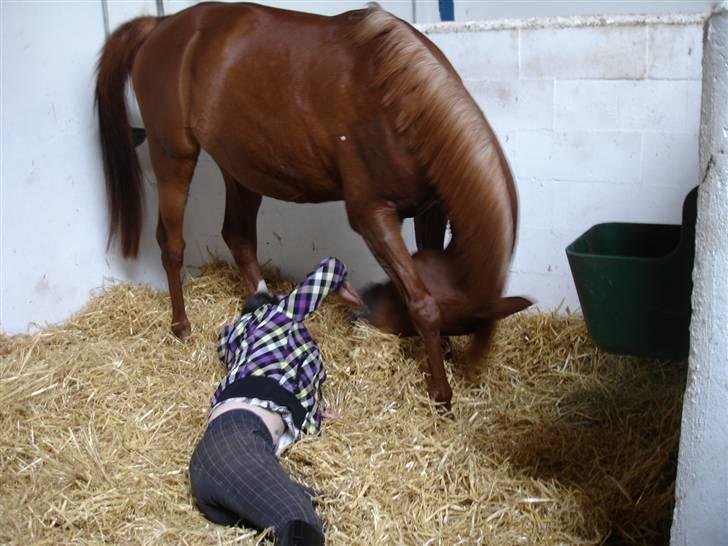 Arabisk fuldblod (OX) Karim Ibn Sansal <3 billede 12