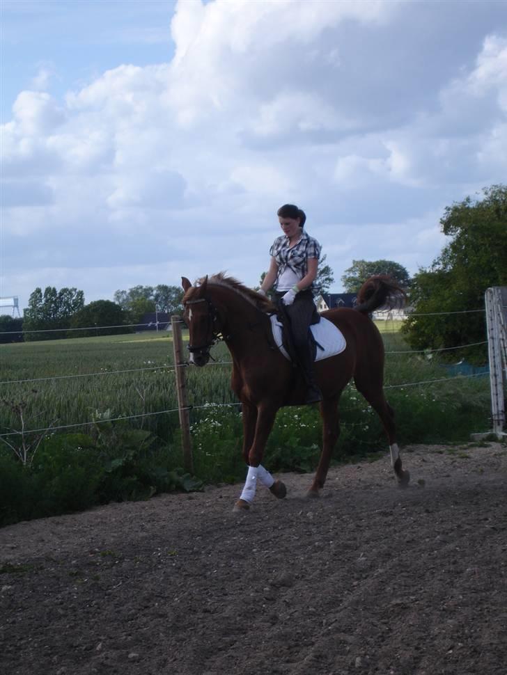 Arabisk fuldblod (OX) Karim Ibn Sansal <3 billede 13