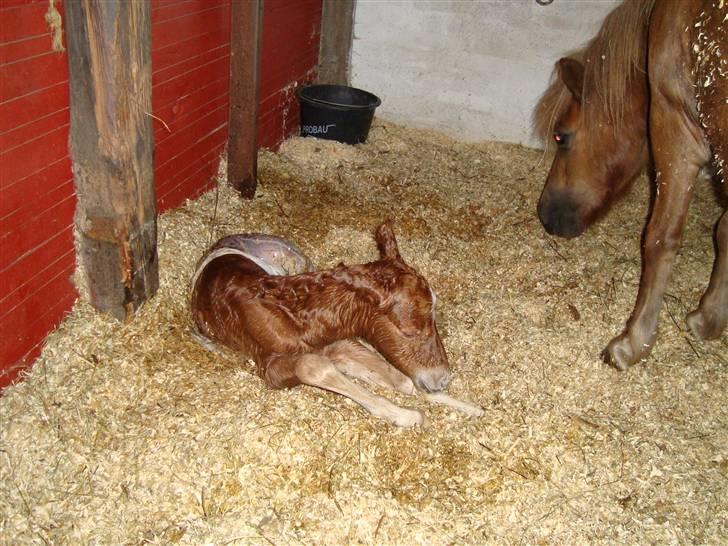 Shetlænder Stjerne - Lige blevet født for 10 min siden billede 6