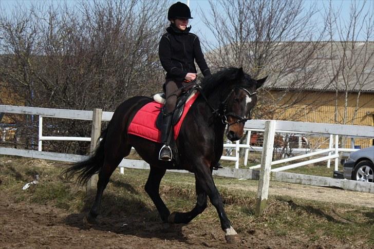 DSP Midnight Diamond - Pony-dyret! <3 Foto: Stina Konnerup :-) billede 4