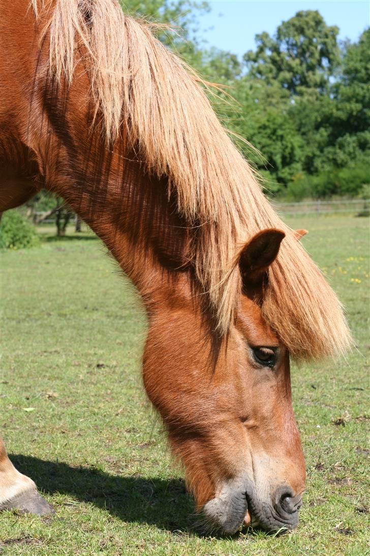 Islænder Feykir - Feykir får sig lige lidt græs billede 10