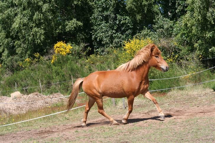 Islænder Feykir - super lækker trav billede 7