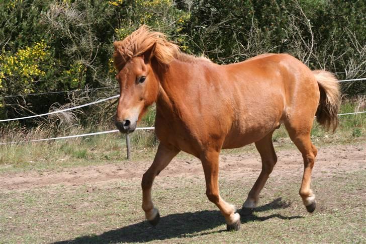 Islænder Feykir - det handler om at styre 4 ben billede 8
