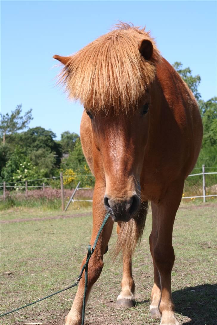 Islænder Feykir - Feykir prøver at æde pisken billede 9