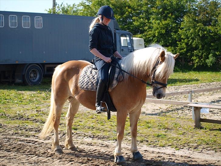 Haflinger FANNI  - Anne og Fanni - i en parade;). billede 10