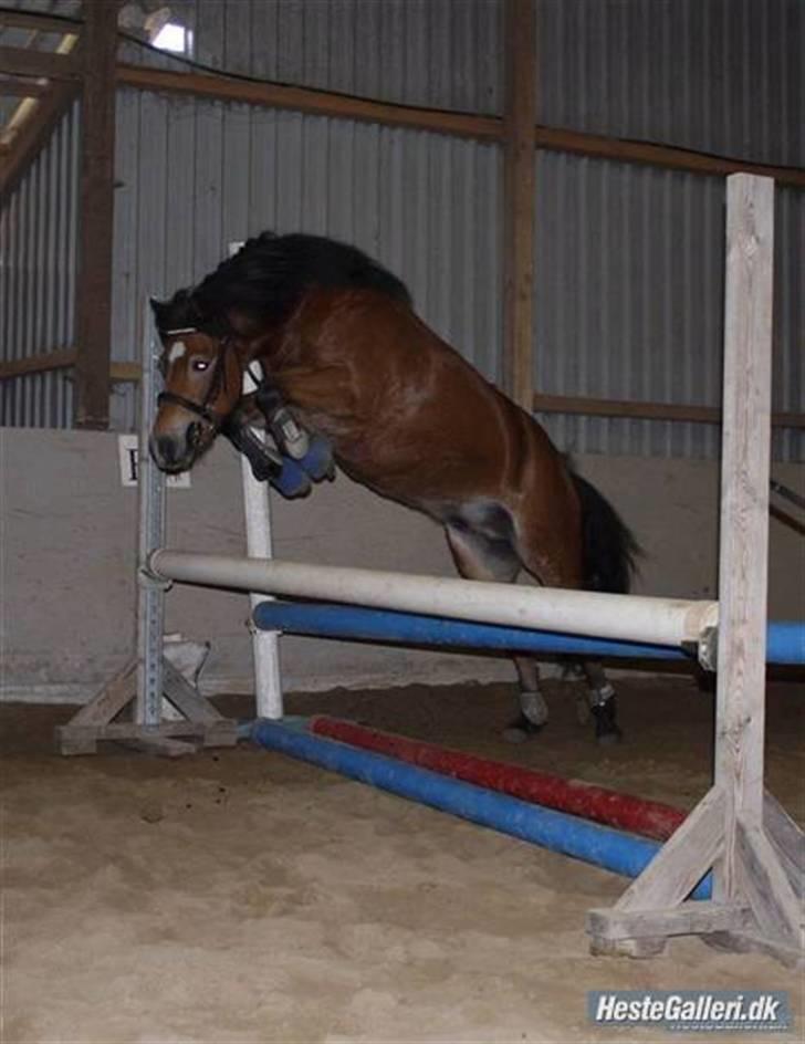 Anden særlig race Robin - * solgt * ! <3 d: billede 17