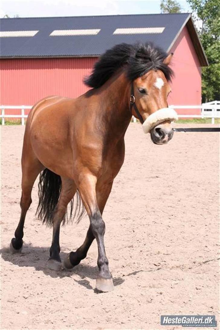 Anden særlig race Robin - * solgt * ! <3 d: billede 18