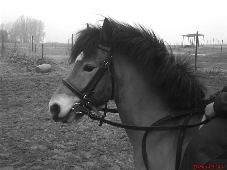 Anden særlig race Robin - * solgt * ! <3 d: billede 19